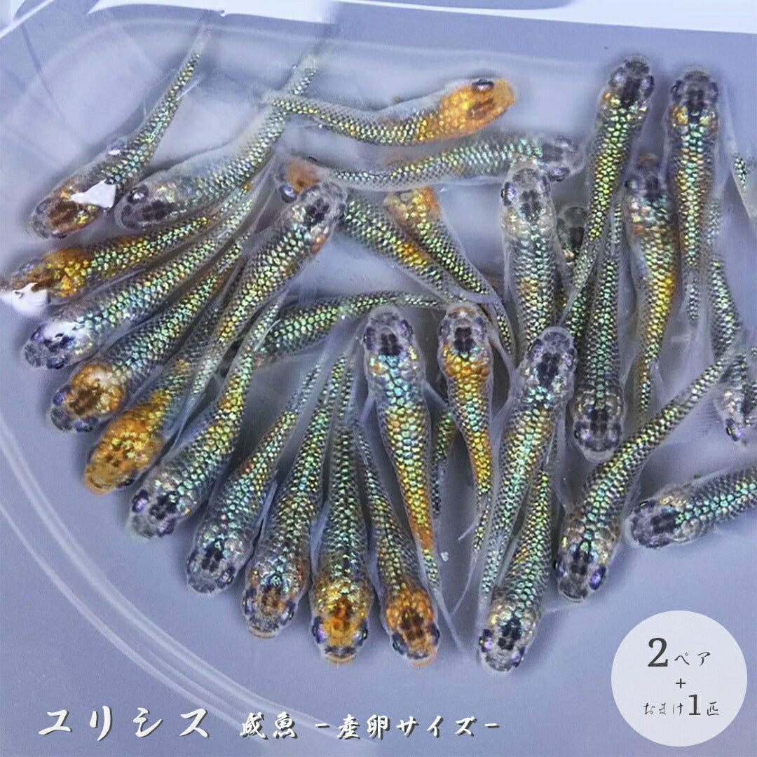 メダカ | ユリシスメダカ成魚ペア - 産卵サイズ保証付き