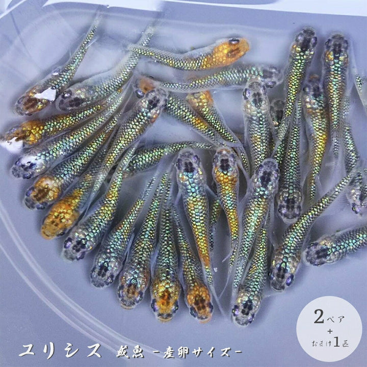 メダカ | ユリシスメダカ成魚ペア - 産卵サイズ保証付き