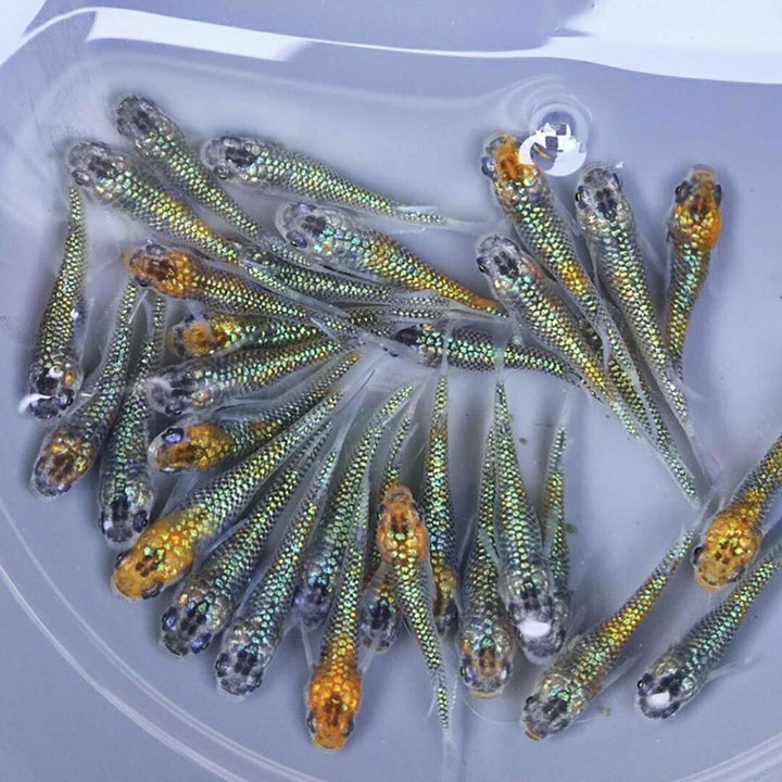 メダカ | ユリシスメダカ稚魚10+5個セット アクアリウム用厳選種