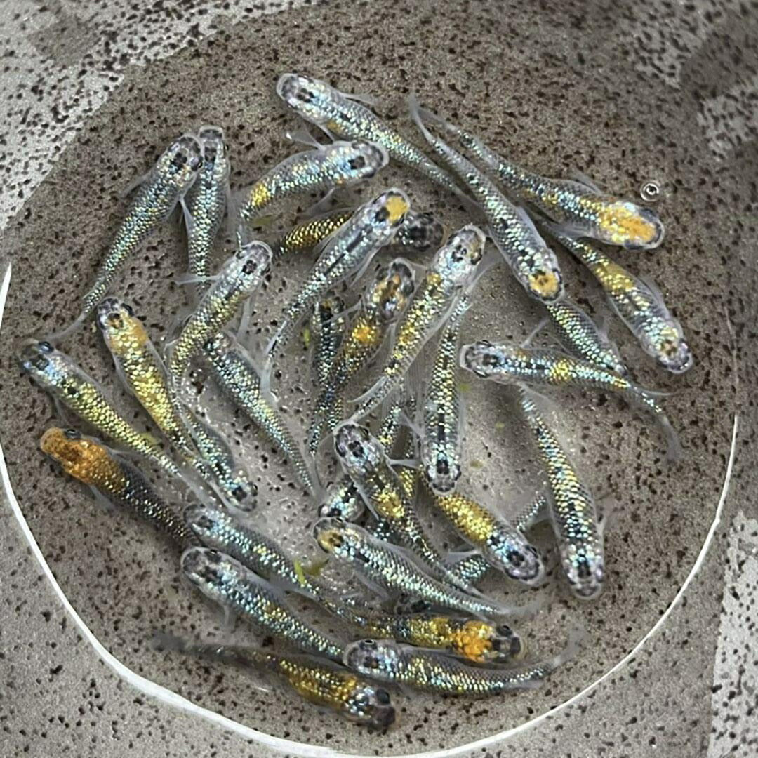 メダカ | ユリシスメダカ成魚ペア - 産卵サイズ保証付き