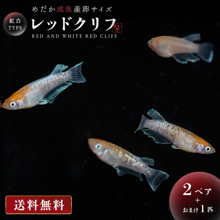 メダカ | 紅白メダカ成魚ペア - 産卵サイズの観賞用淡水魚