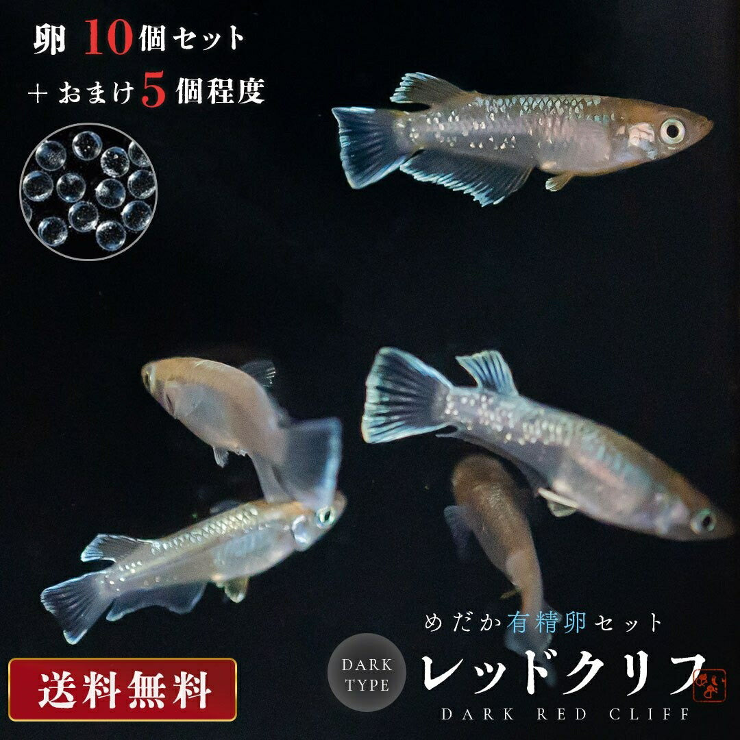 メダカ | レッドクリフ・ダークタイプメダカ稚魚10個セット+おまけ付き