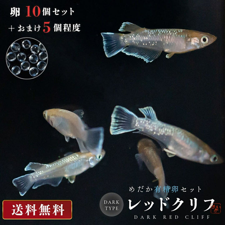 メダカ | レッドクリフ・ダークタイプメダカ稚魚10個セット+おまけ付き