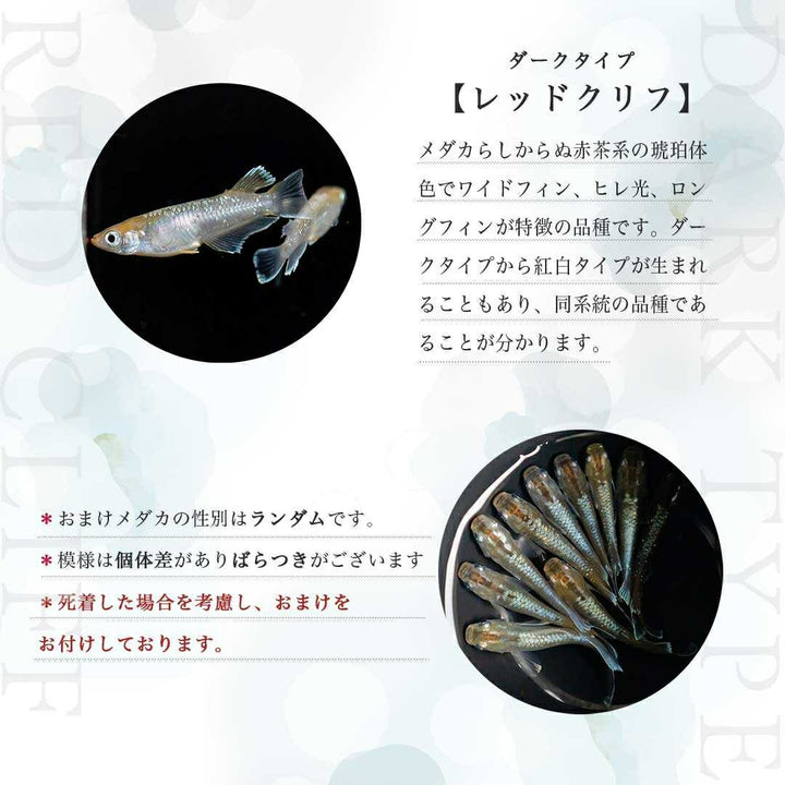 メダカ | レッドクリフ・ダークタイプメダカ稚魚10個セット+おまけ付き