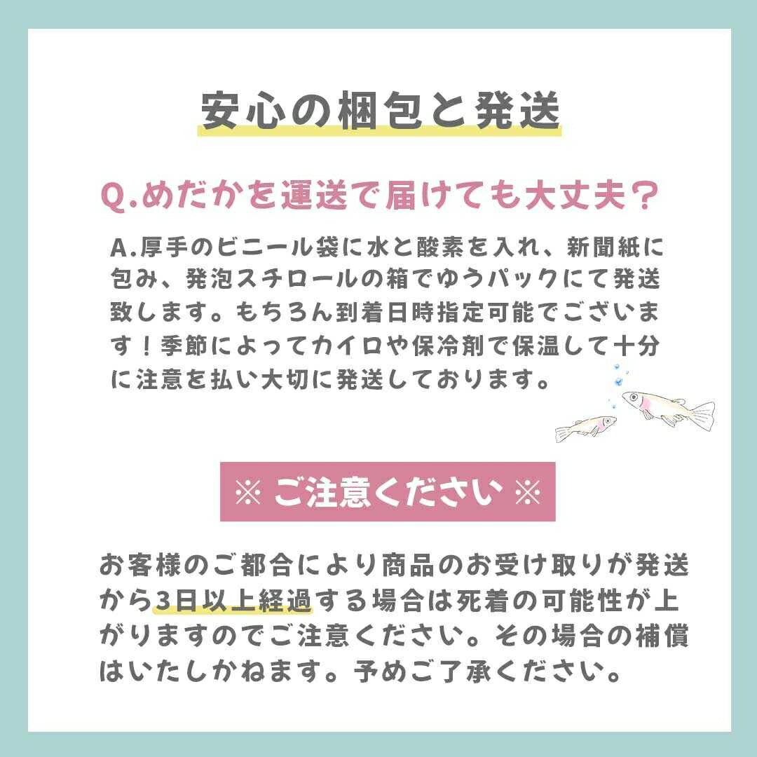 メダカ | ユリシスメダカ稚魚10+5個セット アクアリウム用厳選種