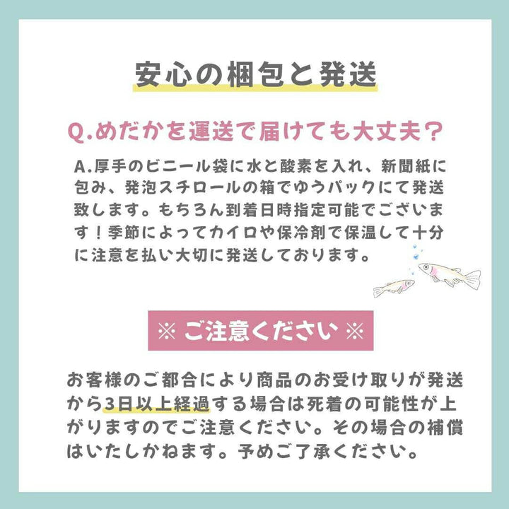 メダカ | ユリシスメダカ成魚ペア - 産卵サイズ保証付き