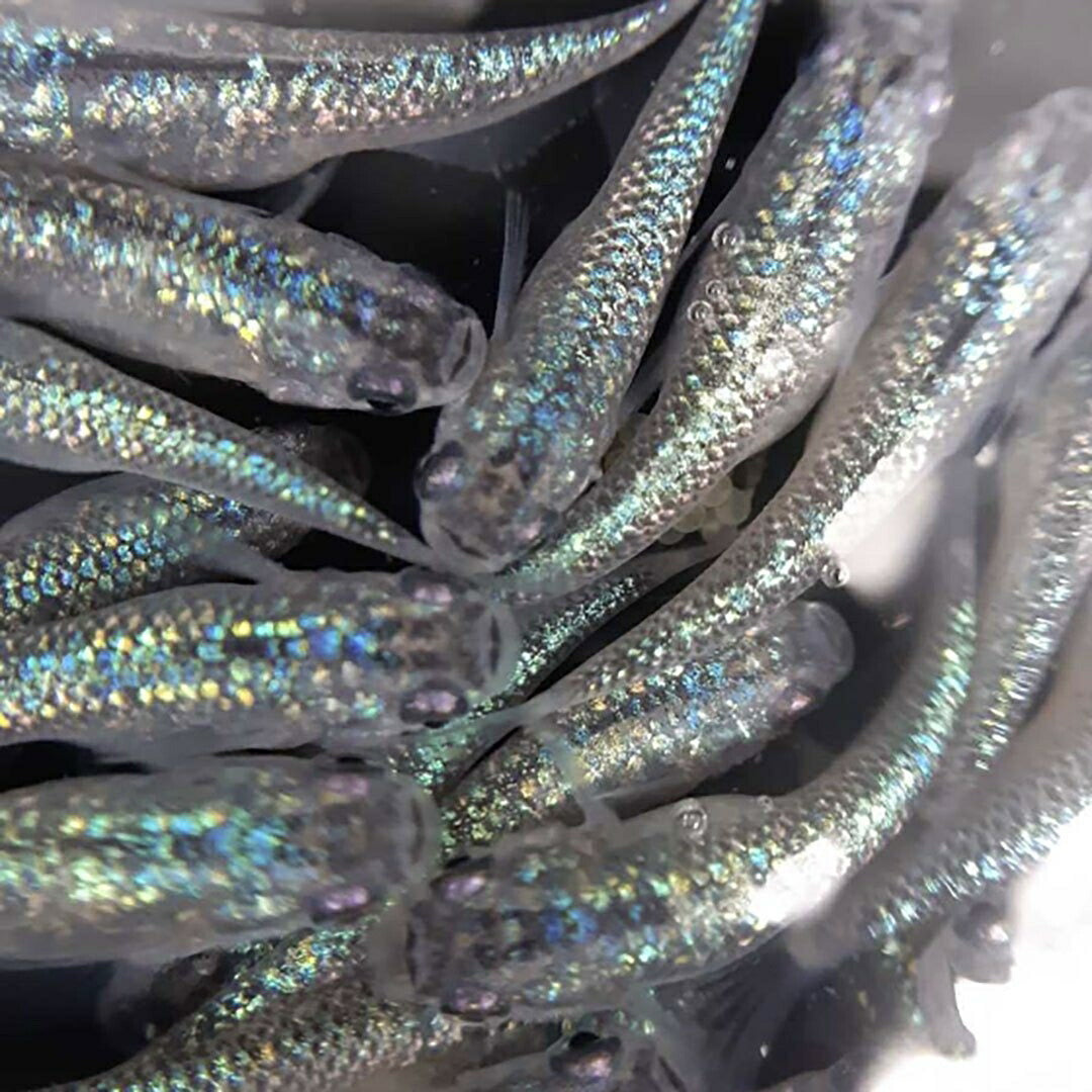 メダカ | サファイアメダカ成魚ペア【背びれなし】+保証付き