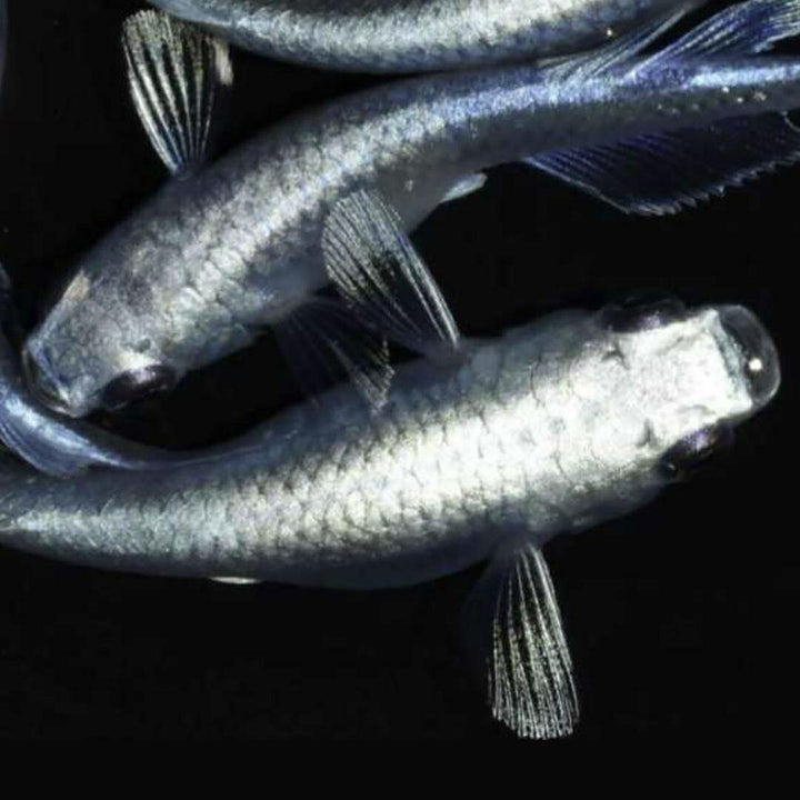 メダカ | 極龍メダカ稚魚セット10+5個 | メタリックヒレ長・厳選種