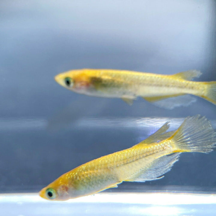 メダカ | レクリスメダカ成魚ペアセット - 産卵サイズ2ペア+保証付き
