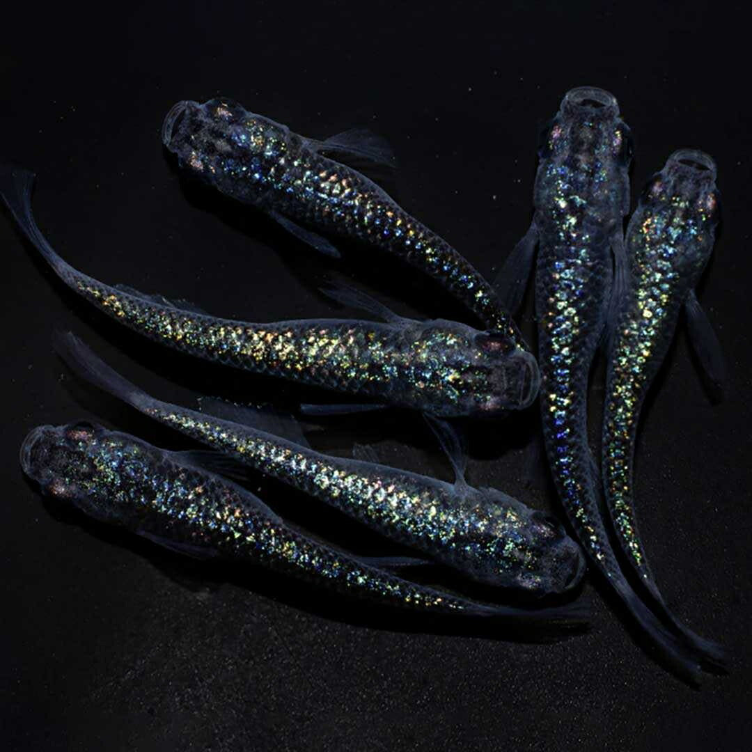 メダカ | サファイアメダカ成魚ペア【背びれなし】+保証付き