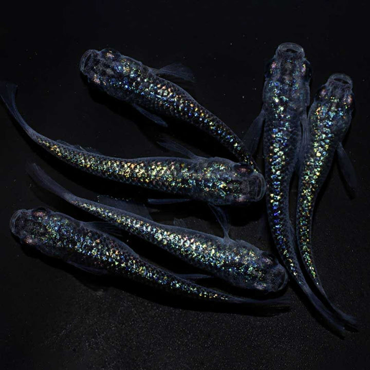 メダカ | サファイアメダカ成魚4ペア【背びれなし】+保証2匹