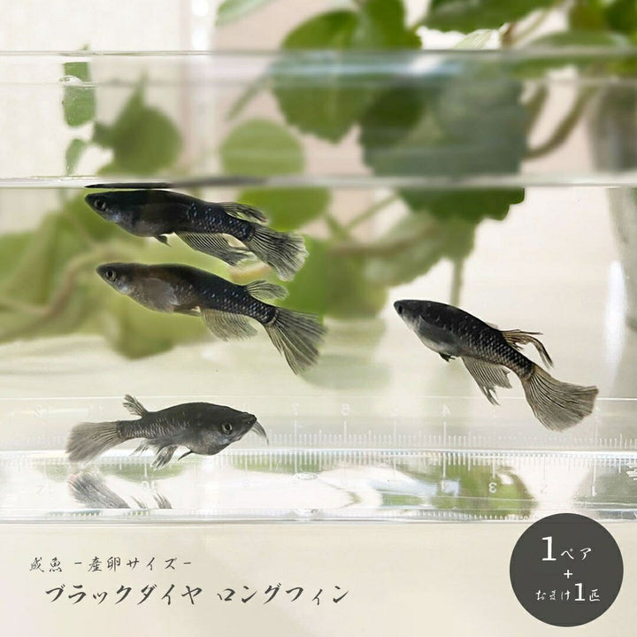 メダカ | ブラックダイヤロングフィンメダカ 成魚ペア+保証付き