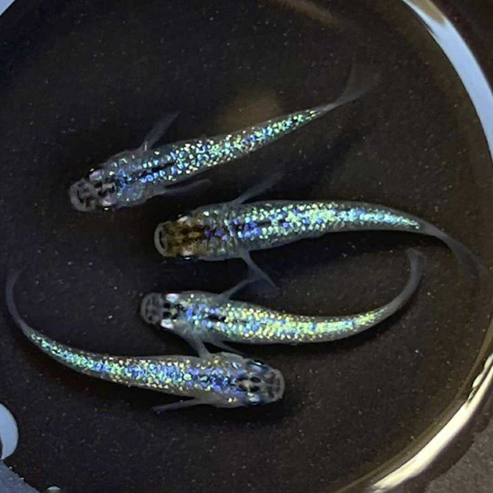 メダカ | サファイアメダカ成魚4ペア【背びれなし】+保証2匹