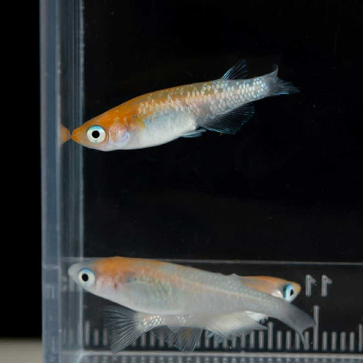 メダカ | 凛華紅白ラメメダカ 2ペア成魚セット +保証付き