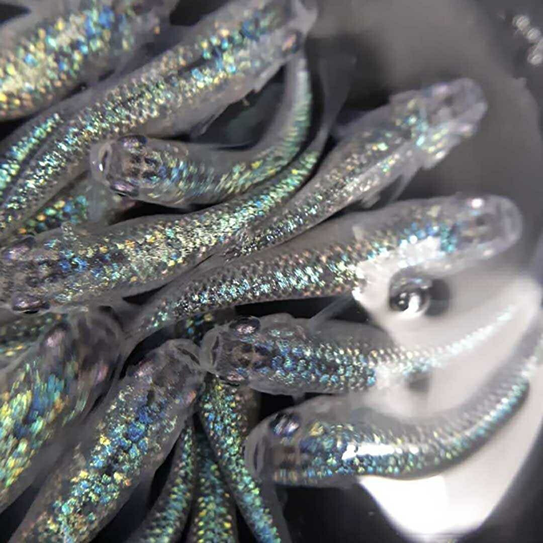メダカ | サファイアメダカ成魚4ペア【背びれなし】+保証2匹