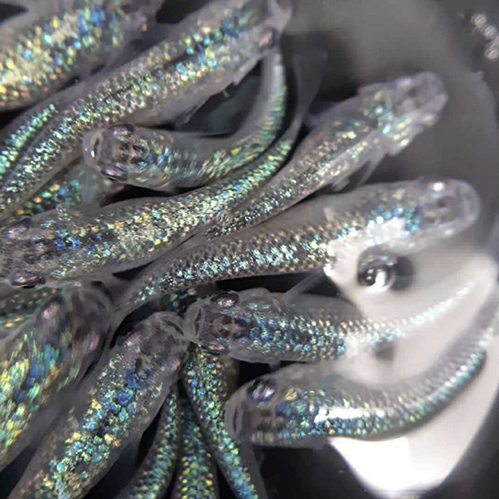 メダカ | サファイアメダカ成魚ペア【背びれなし】+保証付き