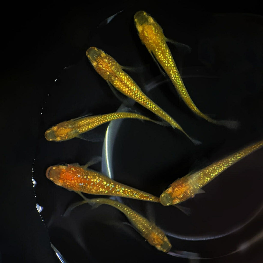 メダカ | メダカ レクリス 成魚 4ペア+保証2匹 - アクアリウム用
