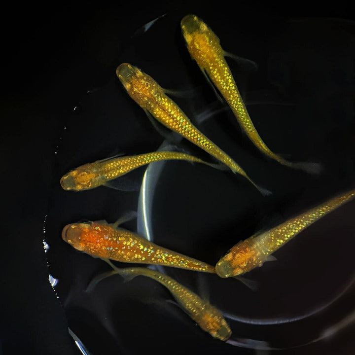 メダカ | メダカ レクリス 成魚 4ペア+保証2匹 - アクアリウム用