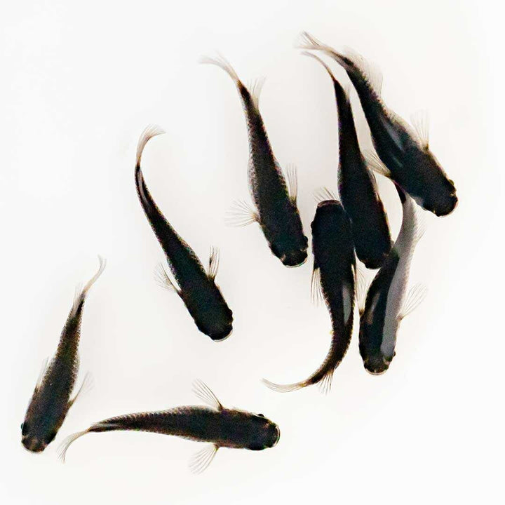 メダカ | メダカ「オロチ」成魚ペア2+保証付き - 産卵サイズの観察・繁殖用