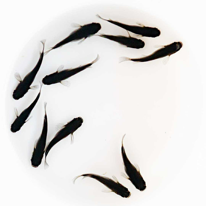 メダカ | メダカ「オロチ」成魚ペア2+保証付き - 産卵サイズの観察・繁殖用