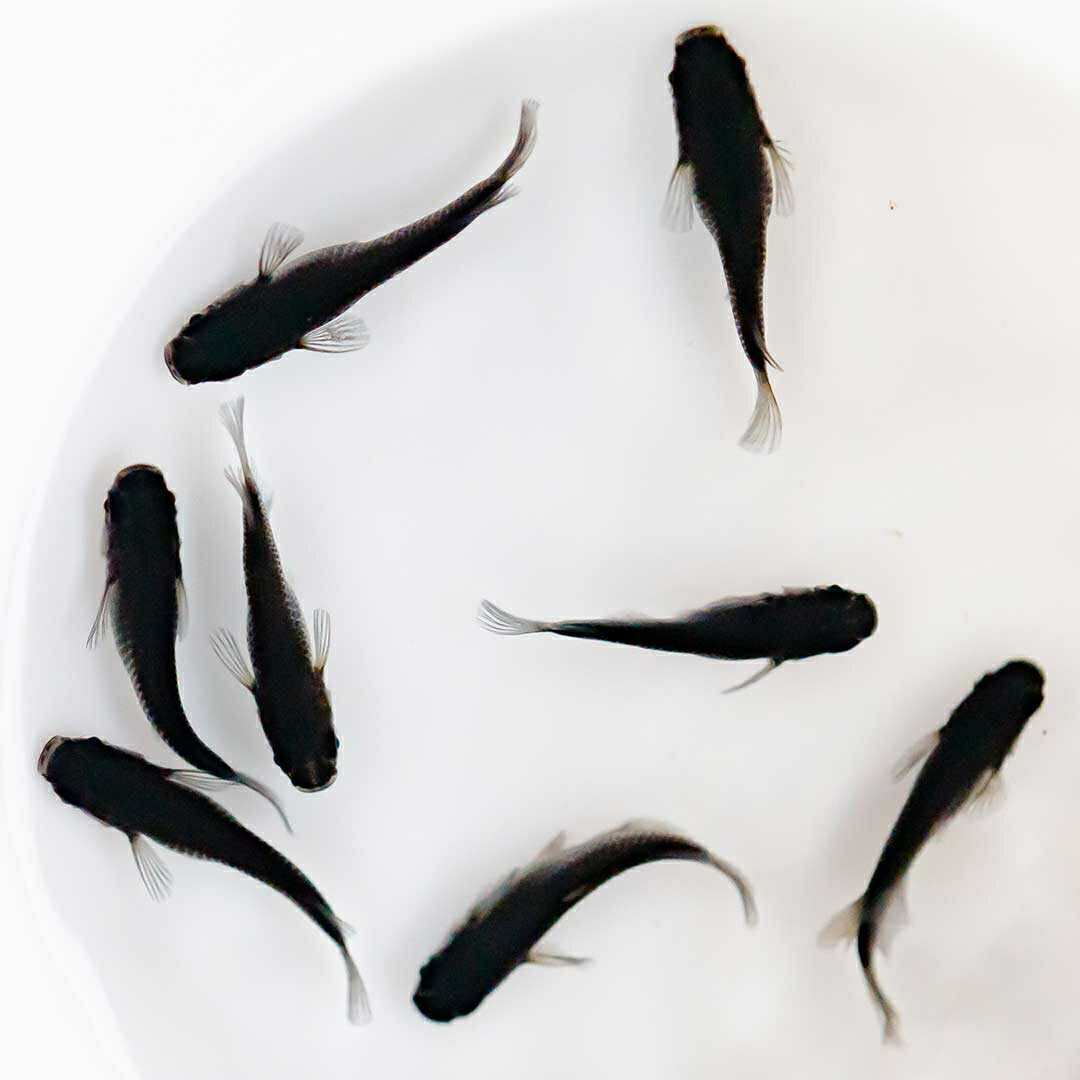 メダカ | メダカ「オロチ」成魚ペア2+保証付き - 産卵サイズの観察・繁殖用