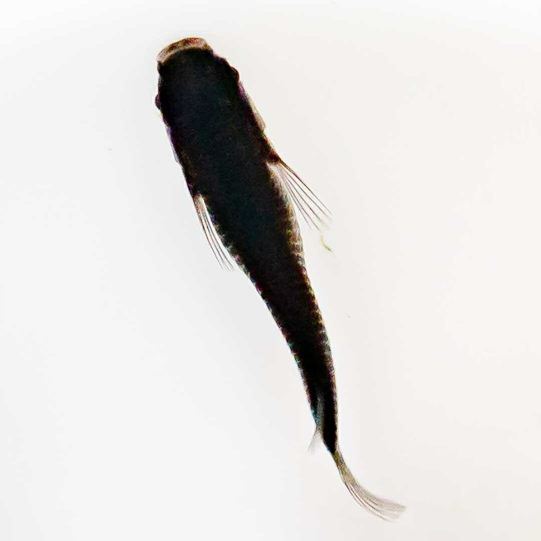 メダカ | メダカ「オロチ」成魚ペア2+保証付き - 産卵サイズの観察・繁殖用