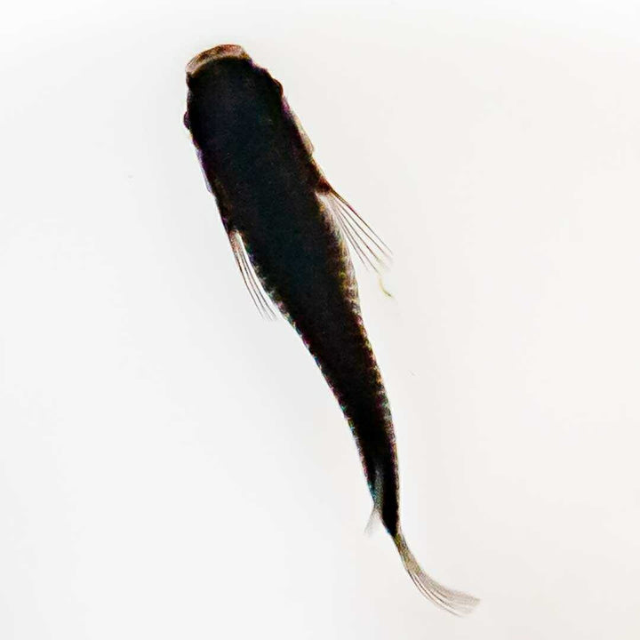 メダカ | メダカ「オロチ」成魚ペア2+保証付き - 産卵サイズの観察・繁殖用