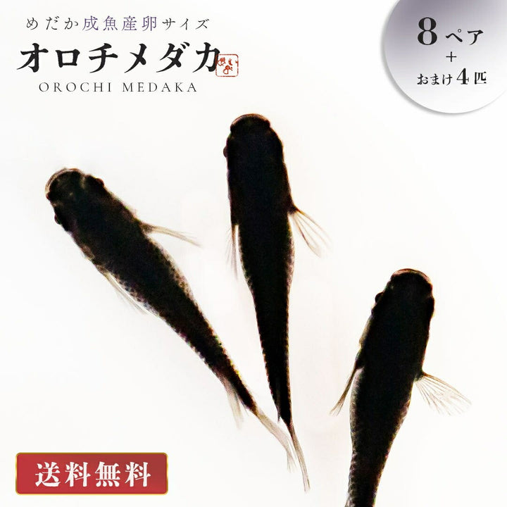 メダカ | オロチメダカ成魚ペア8+保証4匹 - 産卵サイズの観賞用