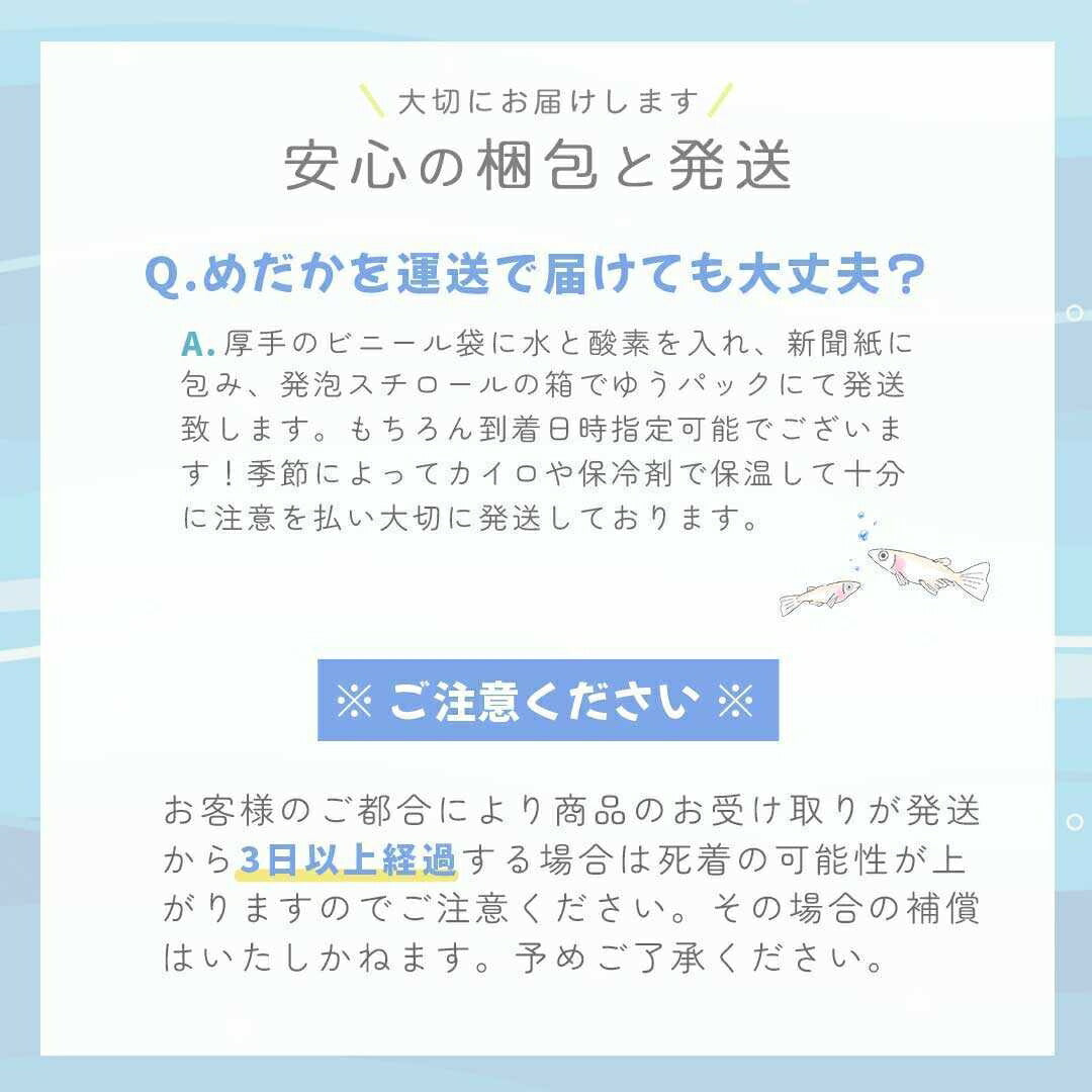 メダカ | オロチメダカ成魚ペア8+保証4匹 - 産卵サイズの観賞用