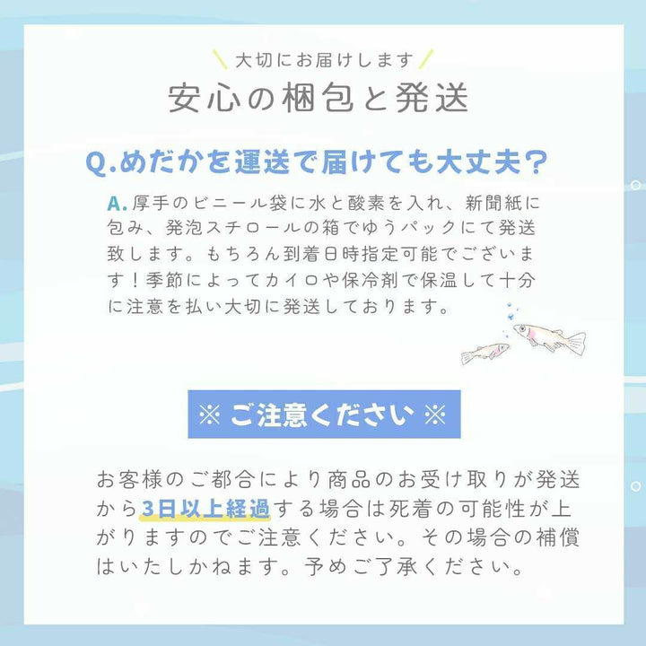 メダカ | オロチメダカ成魚ペア8+保証4匹 - 産卵サイズの観賞用
