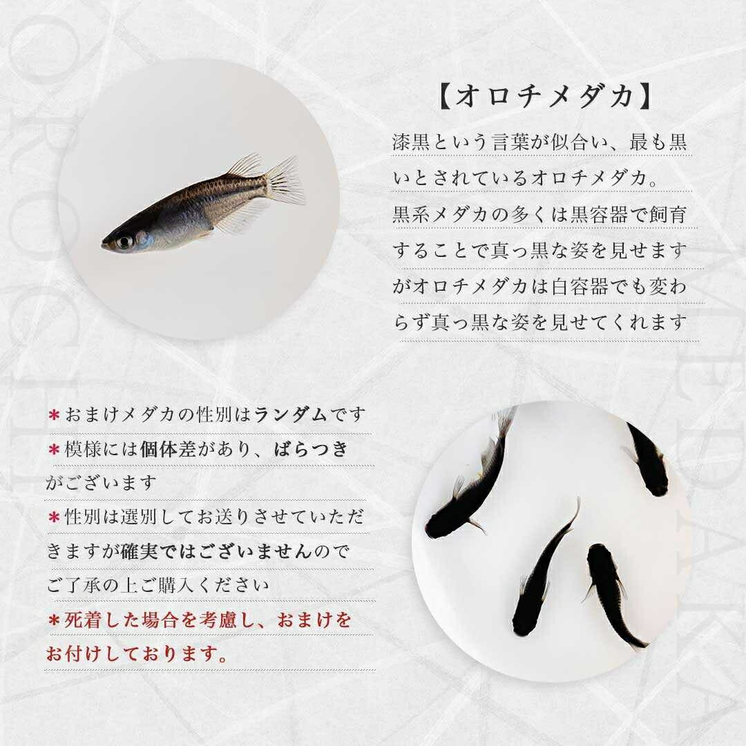 メダカ | オロチメダカ成魚ペア8+保証4匹 - 産卵サイズの観賞用