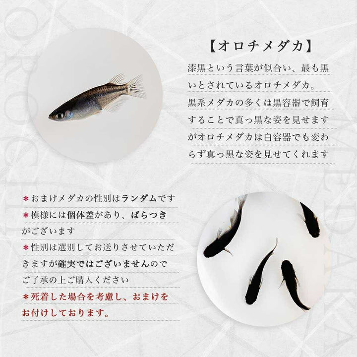 メダカ | オロチメダカ成魚ペア8+保証4匹 - 産卵サイズの観賞用