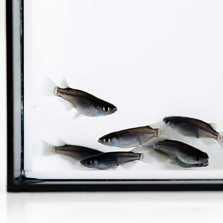 メダカ | オロチメダカ成魚ペア8+保証4匹 - 産卵サイズの観賞用