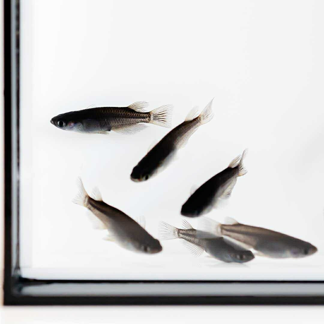 メダカ | オロチメダカ成魚ペア8+保証4匹 - 産卵サイズの観賞用