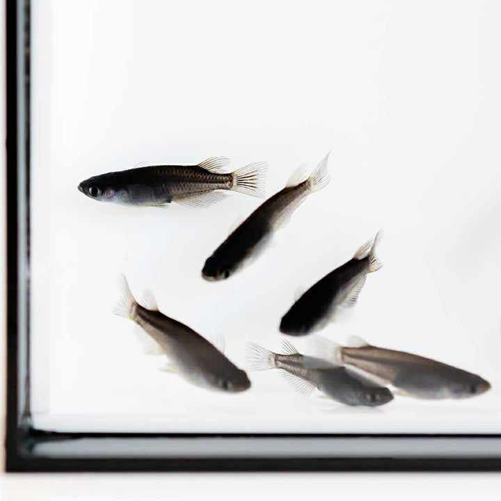 メダカ | オロチメダカ成魚ペア8+保証4匹 - 産卵サイズの観賞用
