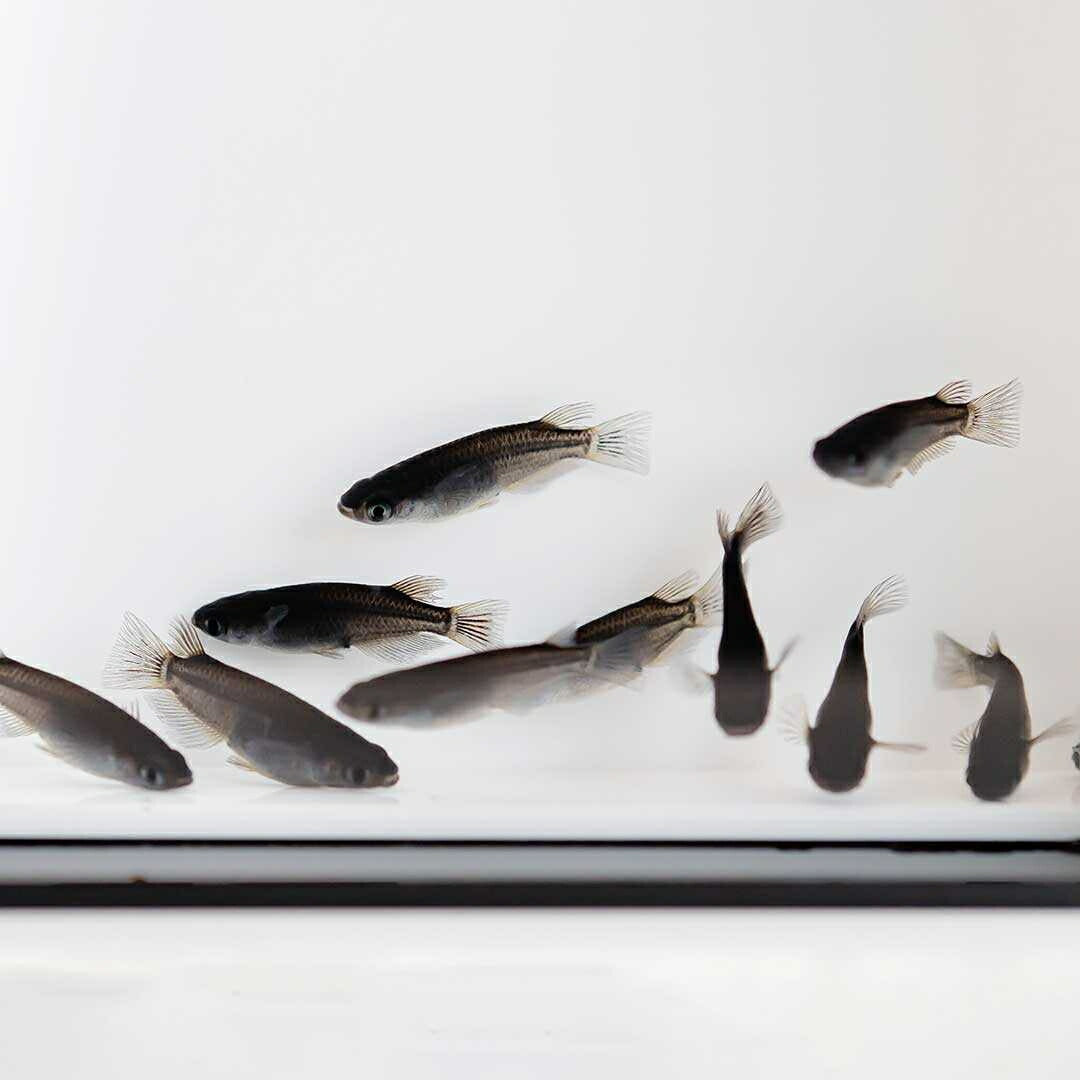 メダカ | メダカ「オロチ」成魚ペア2+保証付き - 産卵サイズの観察・繁殖用