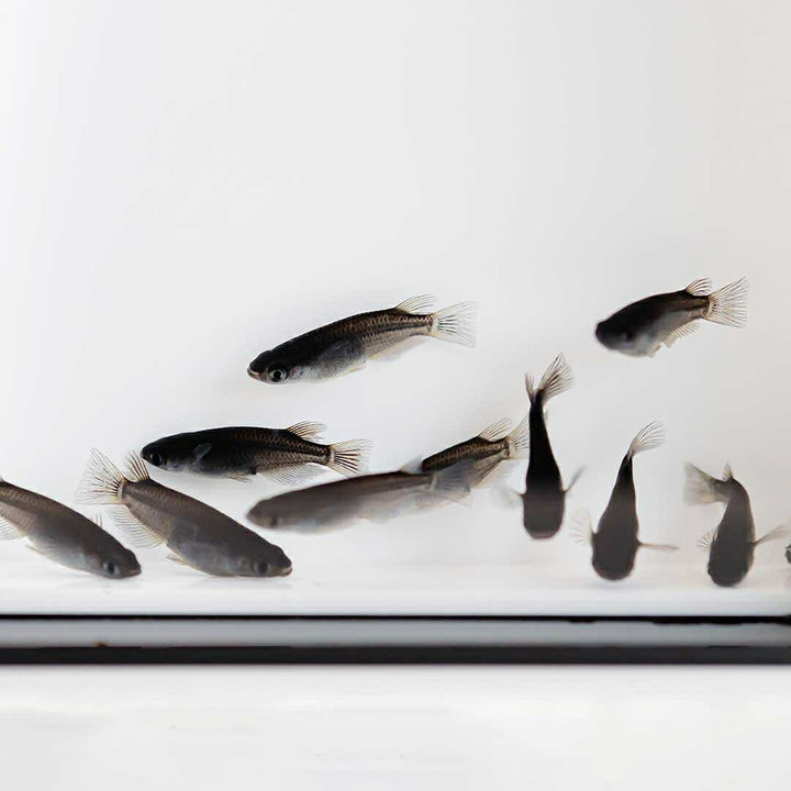 メダカ | メダカ「オロチ」成魚ペア2+保証付き - 産卵サイズの観察・繁殖用