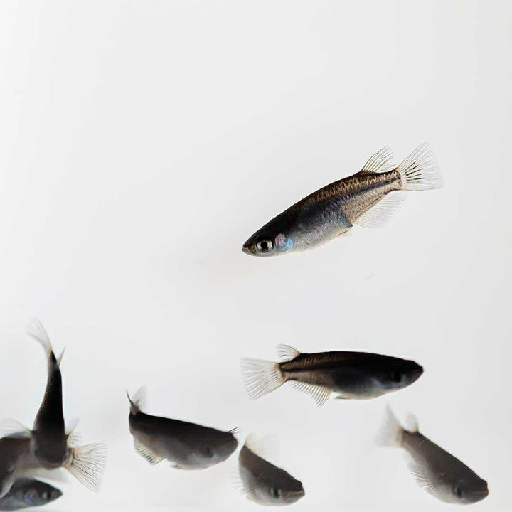 メダカ | オロチメダカ成魚ペア8+保証4匹 - 産卵サイズの観賞用