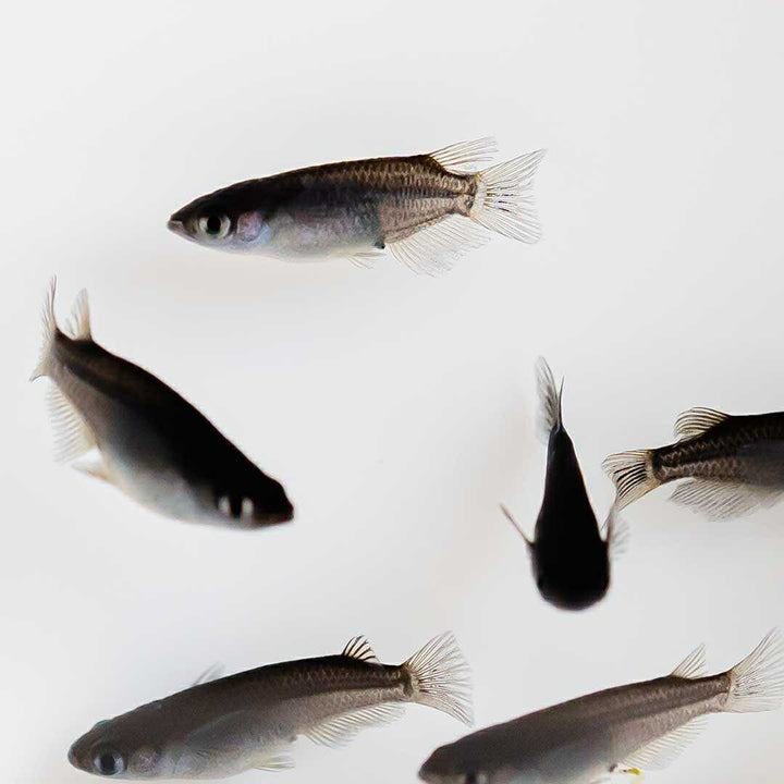 メダカ | オロチメダカ成魚ペア8+保証4匹 - 産卵サイズの観賞用