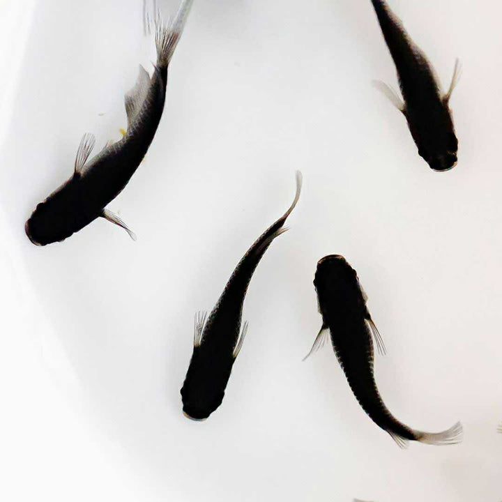 メダカ | オロチメダカ成魚ペア8+保証4匹 - 産卵サイズの観賞用