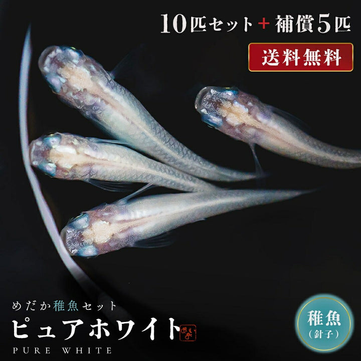 メダカ | ピュアホワイトメダカ稚魚10匹セット - 産卵サイズ・厳選種 для Аквариум