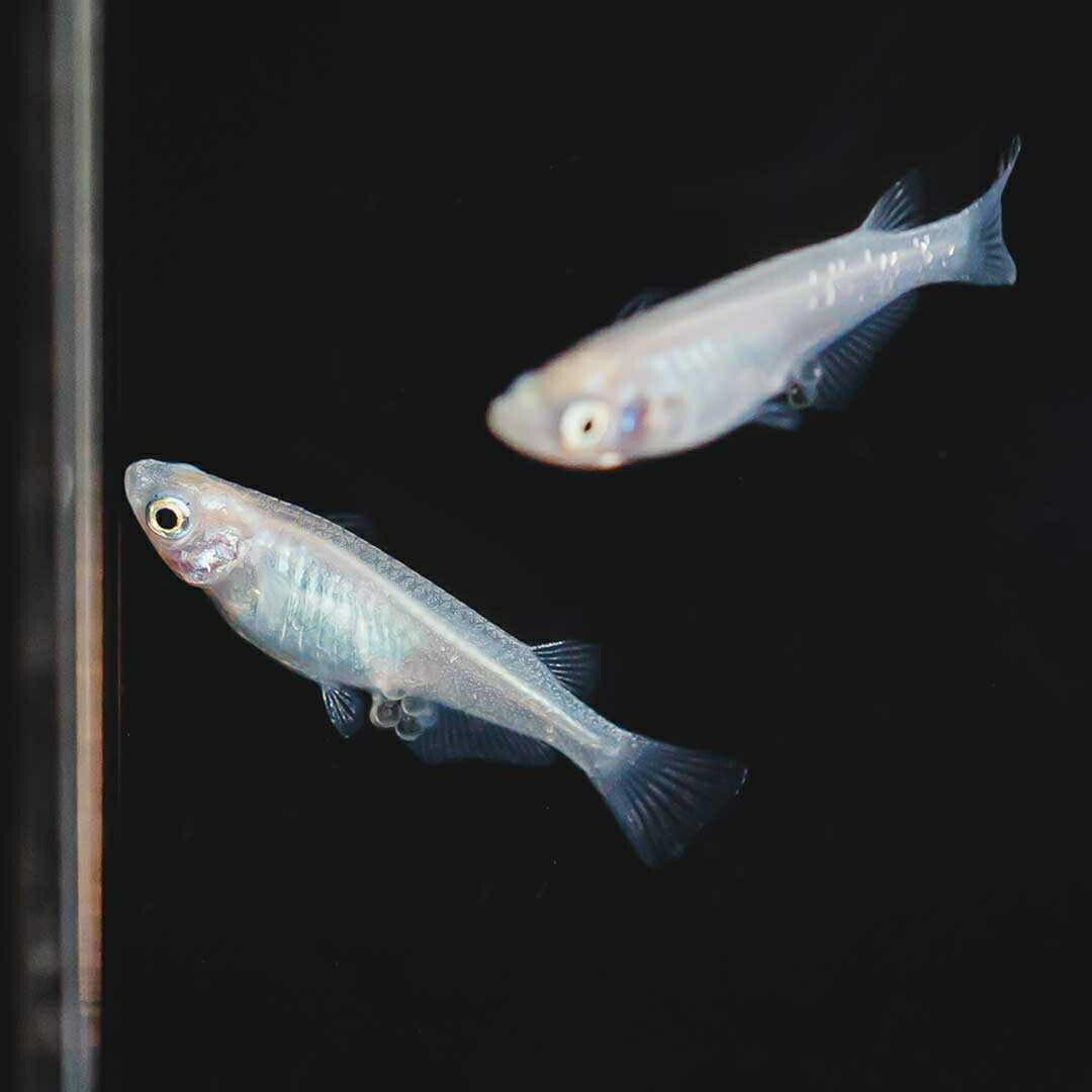 メダカ | ピュアホワイトメダカ稚魚10匹セット - 産卵サイズ・厳選種 для Аквариум