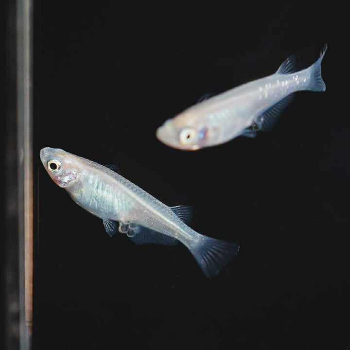 メダカ | ピュアホワイトメダカ稚魚10匹セット - 産卵サイズ・厳選種 для Аквариум