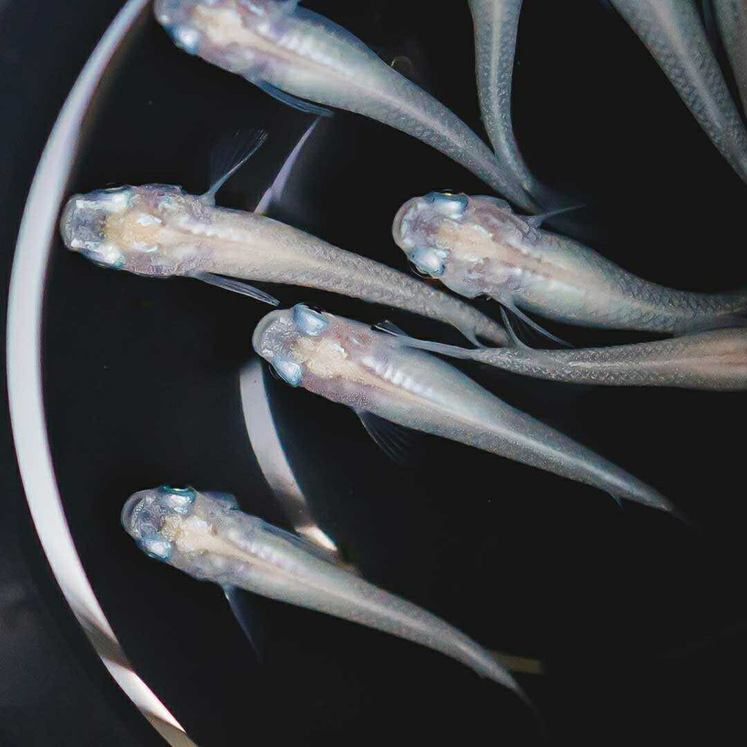 メダカ | ピュアホワイトメダカ稚魚10匹セット - 産卵サイズ・厳選種 для Аквариум