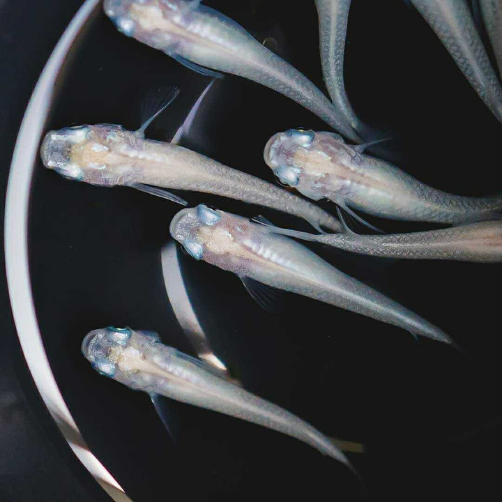 メダカ | ピュアホワイトメダカ稚魚10匹セット - 産卵サイズ・厳選種 для Аквариум