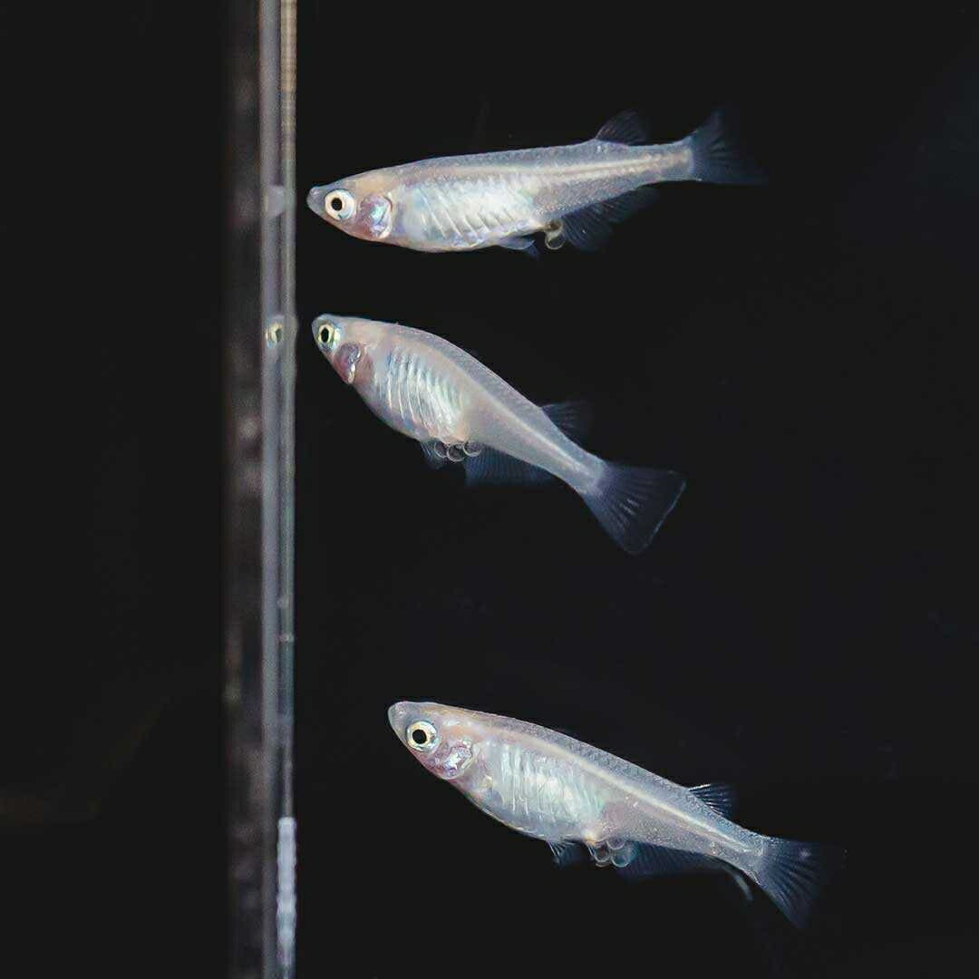 メダカ | ピュアホワイトメダカ稚魚10匹セット - 産卵サイズ・厳選種 для Аквариум