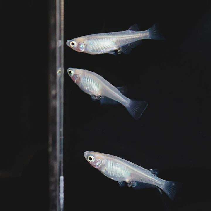 メダカ | ピュアホワイトメダカ稚魚10匹セット - 産卵サイズ・厳選種 для Аквариум