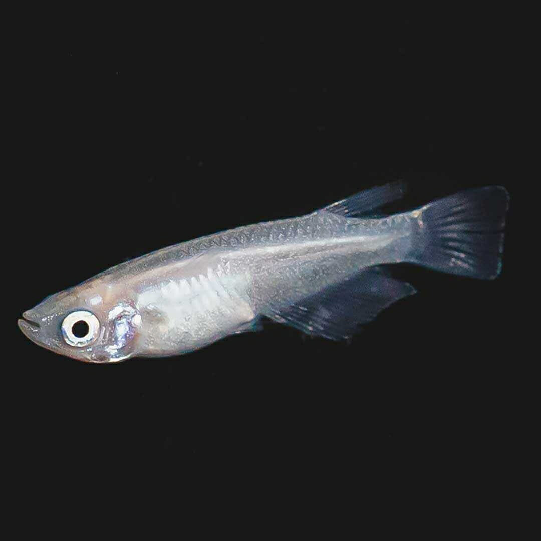 メダカ | ピュアホワイトメダカ稚魚10匹セット - 産卵サイズ・厳選種 для Аквариум
