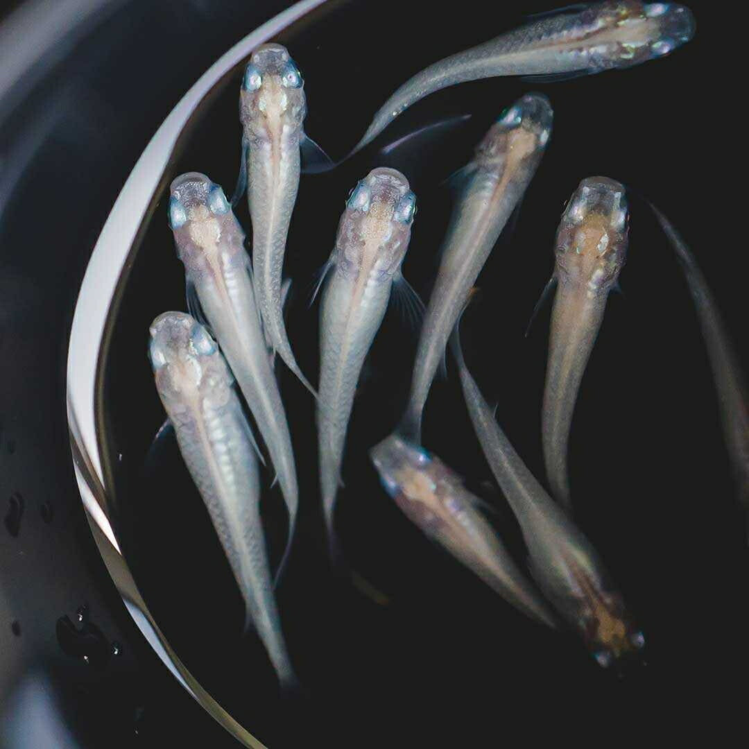 メダカ | ピュアホワイトメダカ稚魚10匹セット - 産卵サイズ・厳選種 для Аквариум