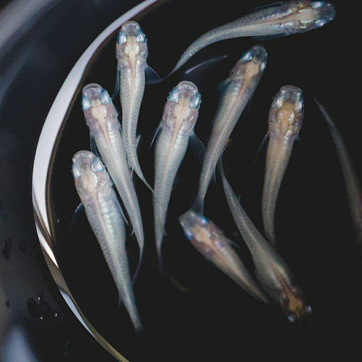メダカ | ピュアホワイトメダカ稚魚10匹セット - 産卵サイズ・厳選種 для Аквариум